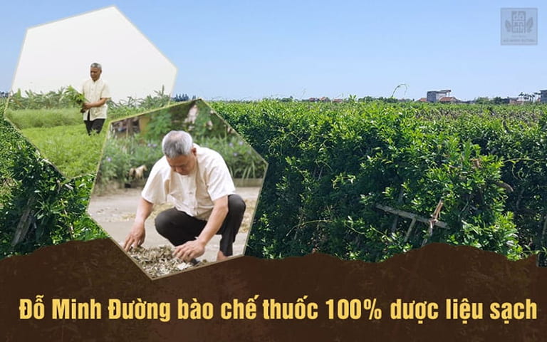 vườn dược liệu sạch nhà thuốc Đỗ Minh Đường