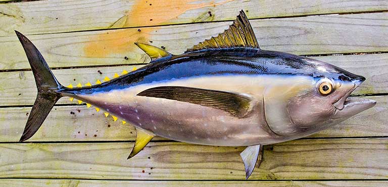 Bệnh gout ăn cá ngừ được không