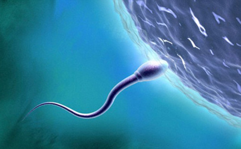 Quá trình thụ thai diễn ra khi tinh trùng có tiếp xúc trực tiếp với trứng