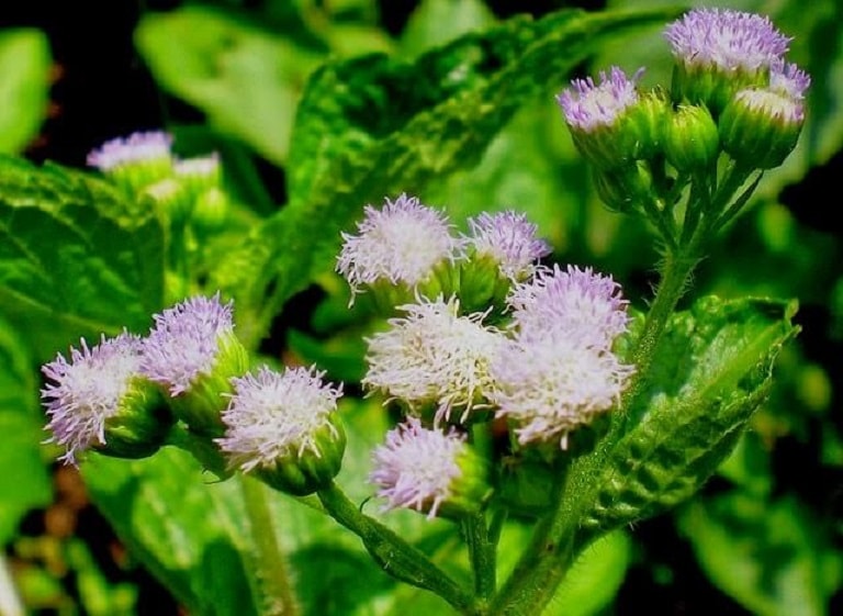 Bài thuốc từ hoa ngũ sắc là một cách chữa căn bệnh viêm xoang được nhiều người dùng