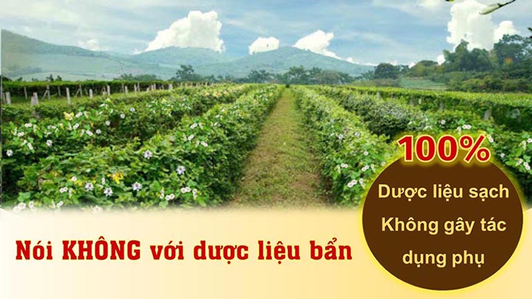 Bài thuốc trị viêm họng của Đông y Việt Nam sử dụng nguồn thảo dược sạch, đạt tiêu chuẩn GACP - WHO